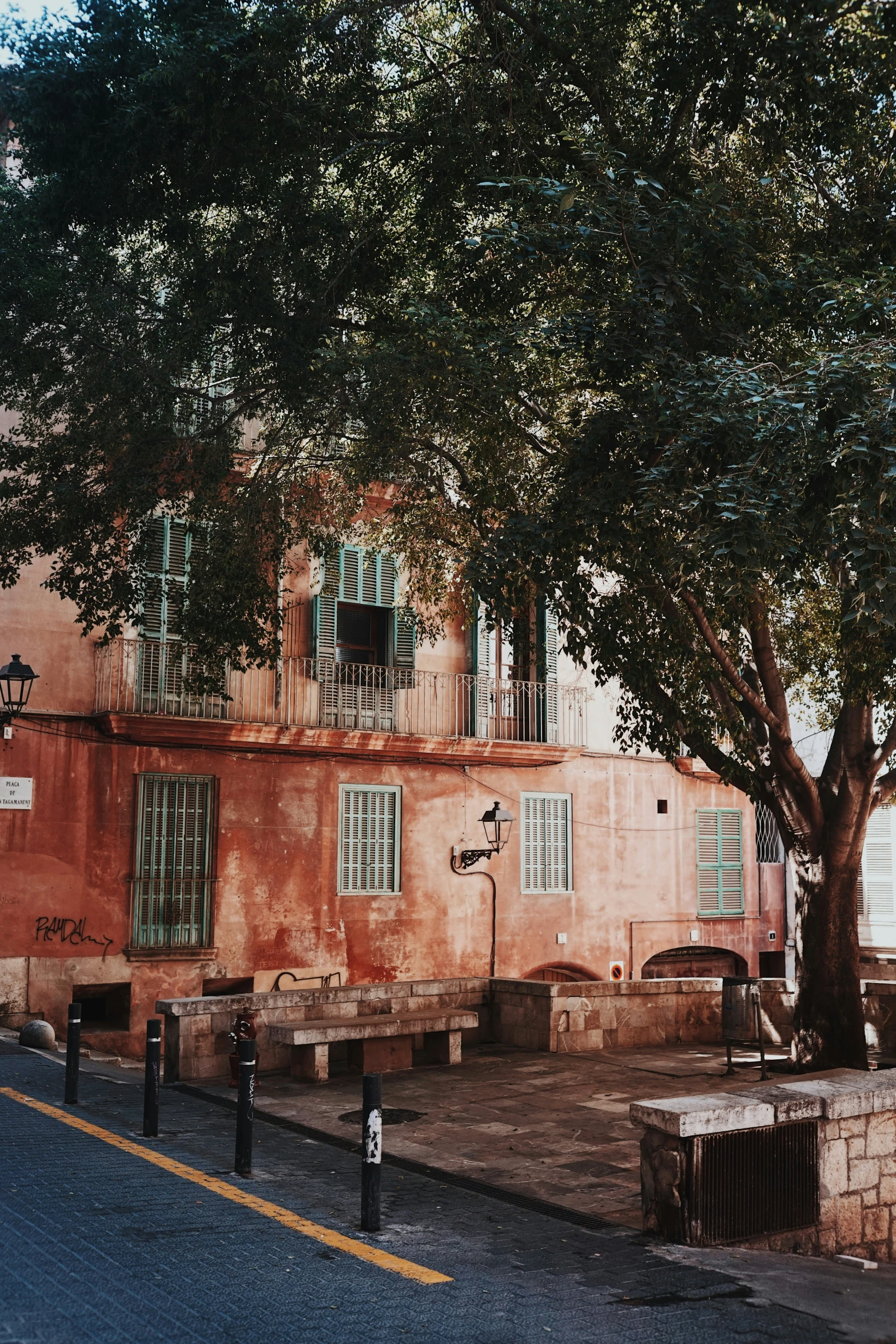 two trees on the side of the street