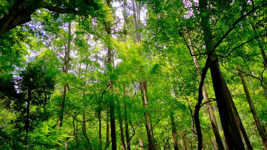 a forest scene, including trees and benches