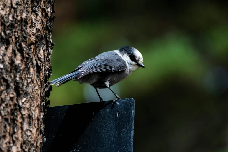 a bird perched on a tree looking around