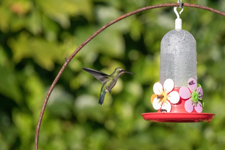 hummingbird hanging in from a red plastic feeder