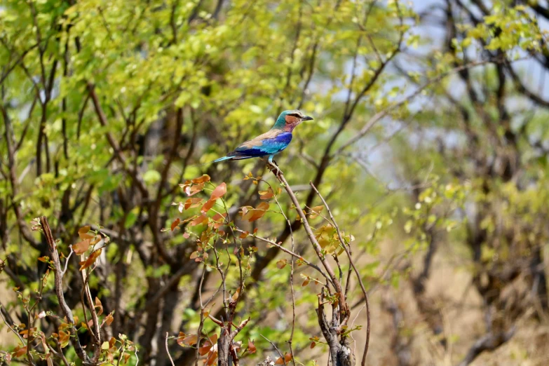 blue bird perched on a tree nch in the trees