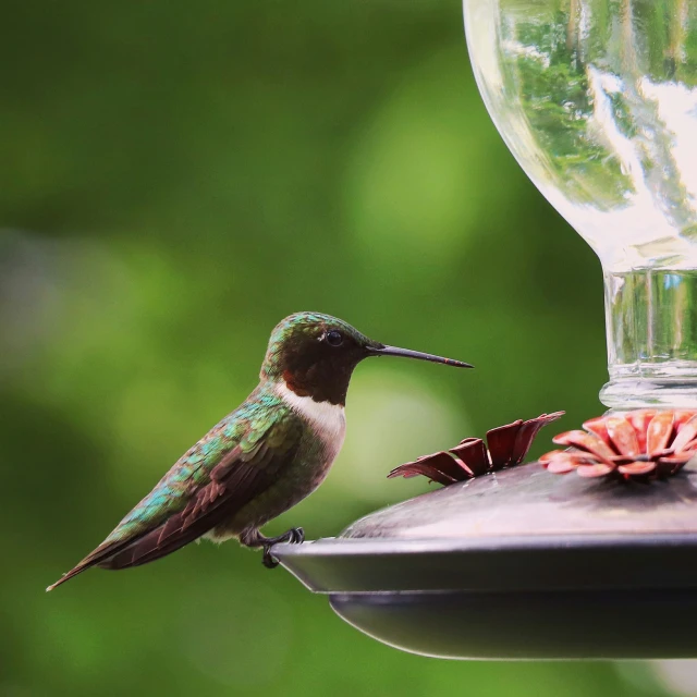 a hummingbird is sitting on a bird feeder