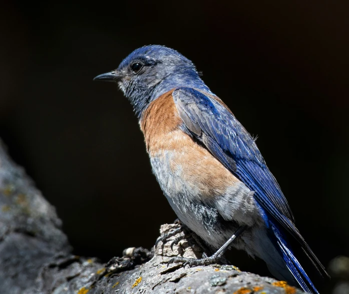 a bird that is sitting on a rock