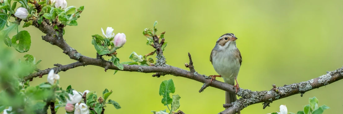 a bird sits on the nch of a tree