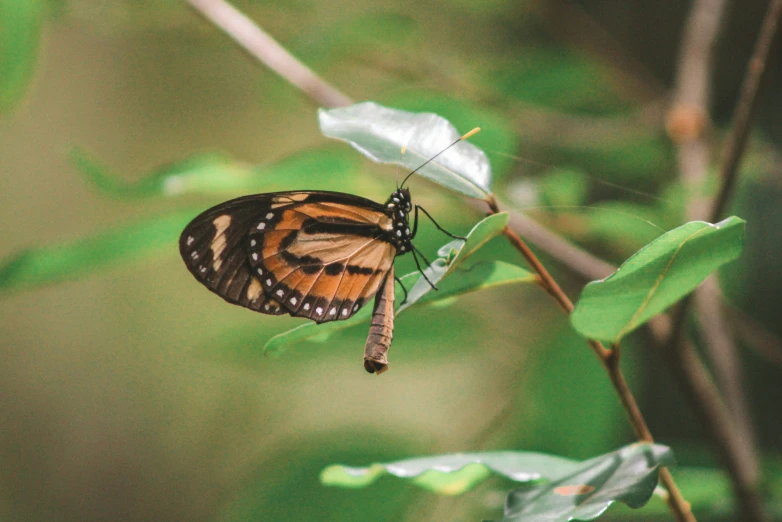 a black and orange erfly sitting on a leaf