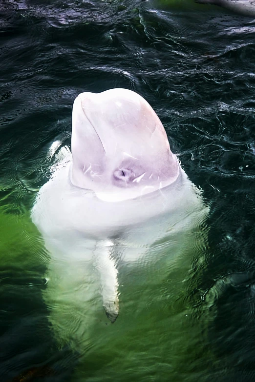 a big white animal that is floating in the water