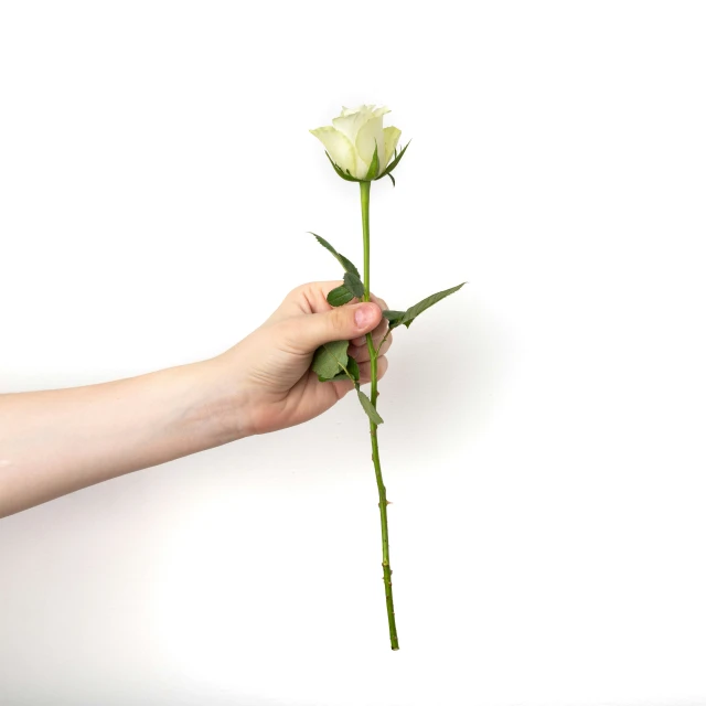 a hand holding out a single white flower