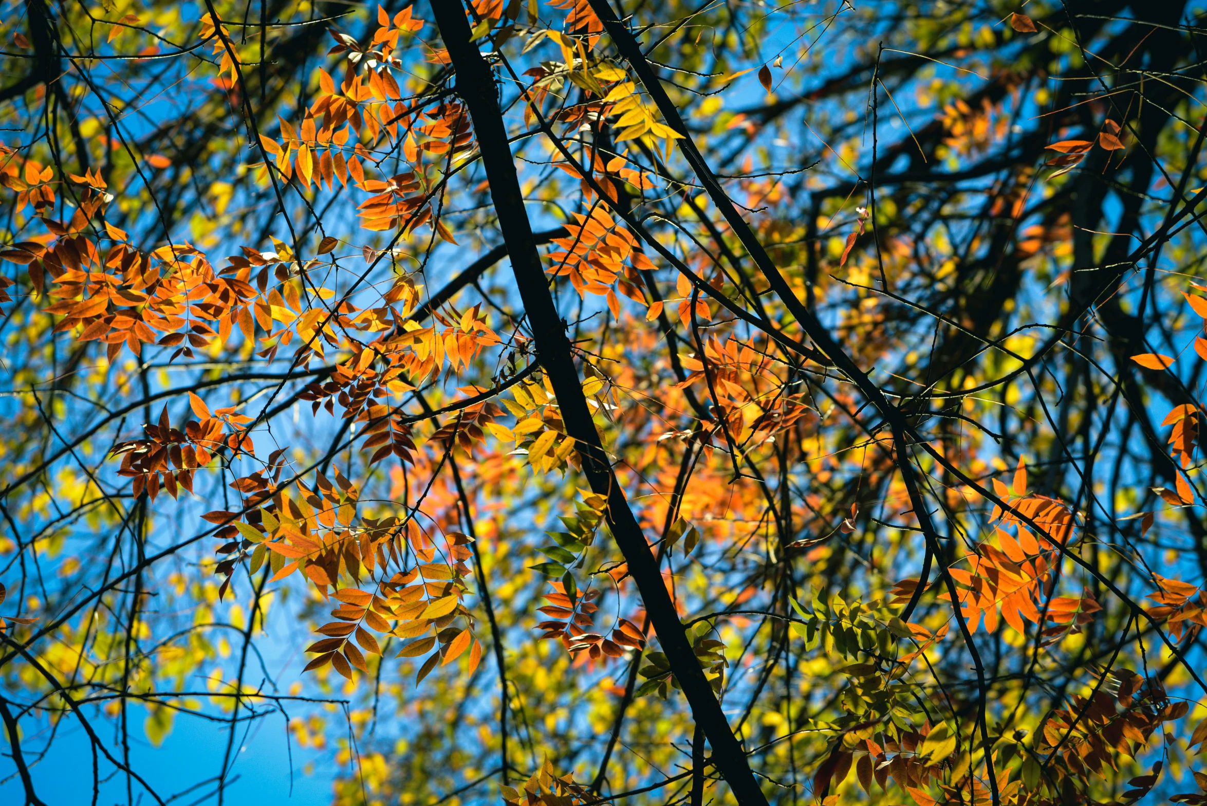 nches of a tree filled with bright colored leaves