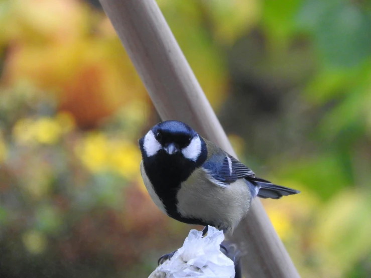 a bird sits on a nch next to flowers