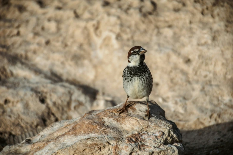 a small bird on top of a large rock