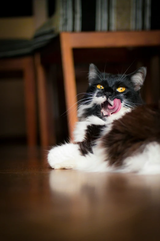 a black and white cat laying on top of a wooden floor