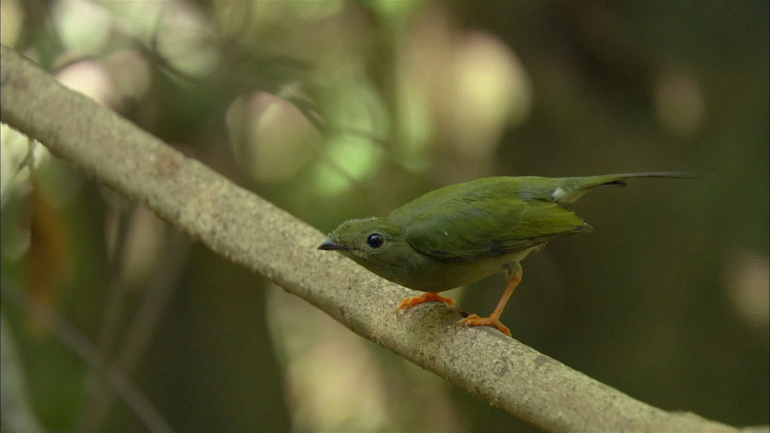 the bird is perched on the tree limb