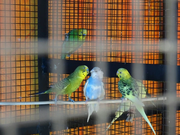 a couple of birds are sitting on a wire