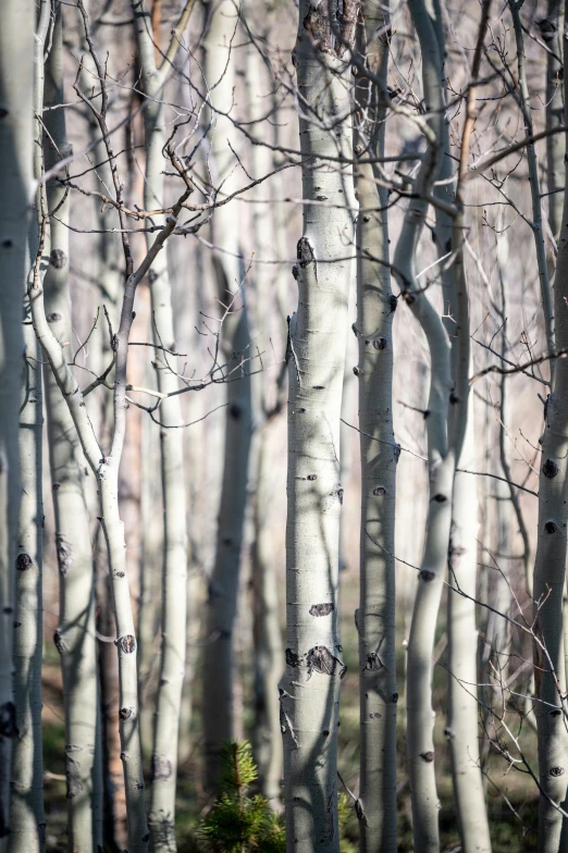 a very thin tree filled with lots of tall trunks