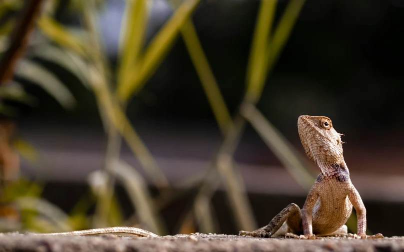 a small lizard standing on it's hind legs