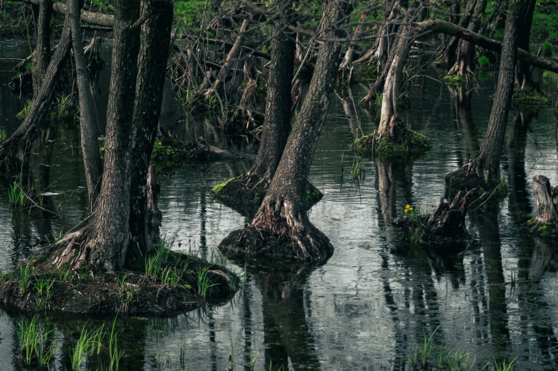 several tree with no leaves stand in the middle of a swamp