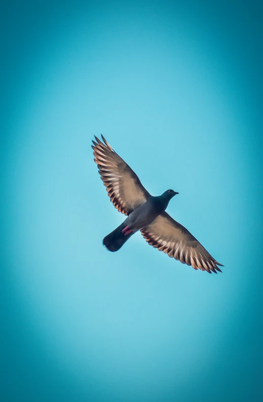 a bird in flight against a blue sky