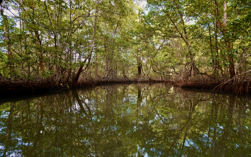 trees stand beside the bank of a river