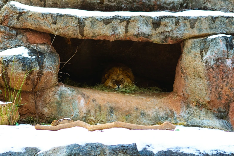 the lion looks out of its zoo enclosure