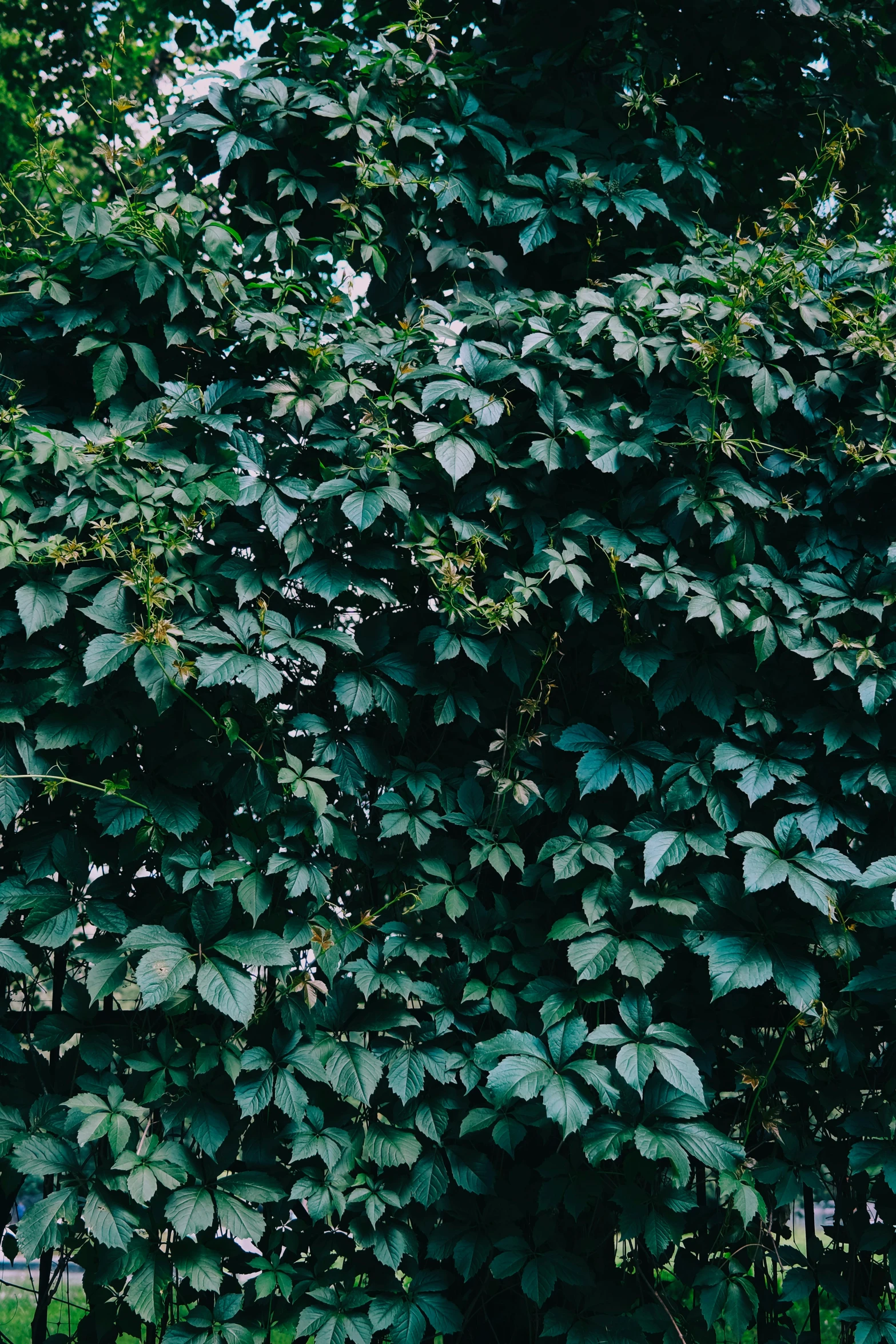 a lush green bush with lots of leaves in the corner