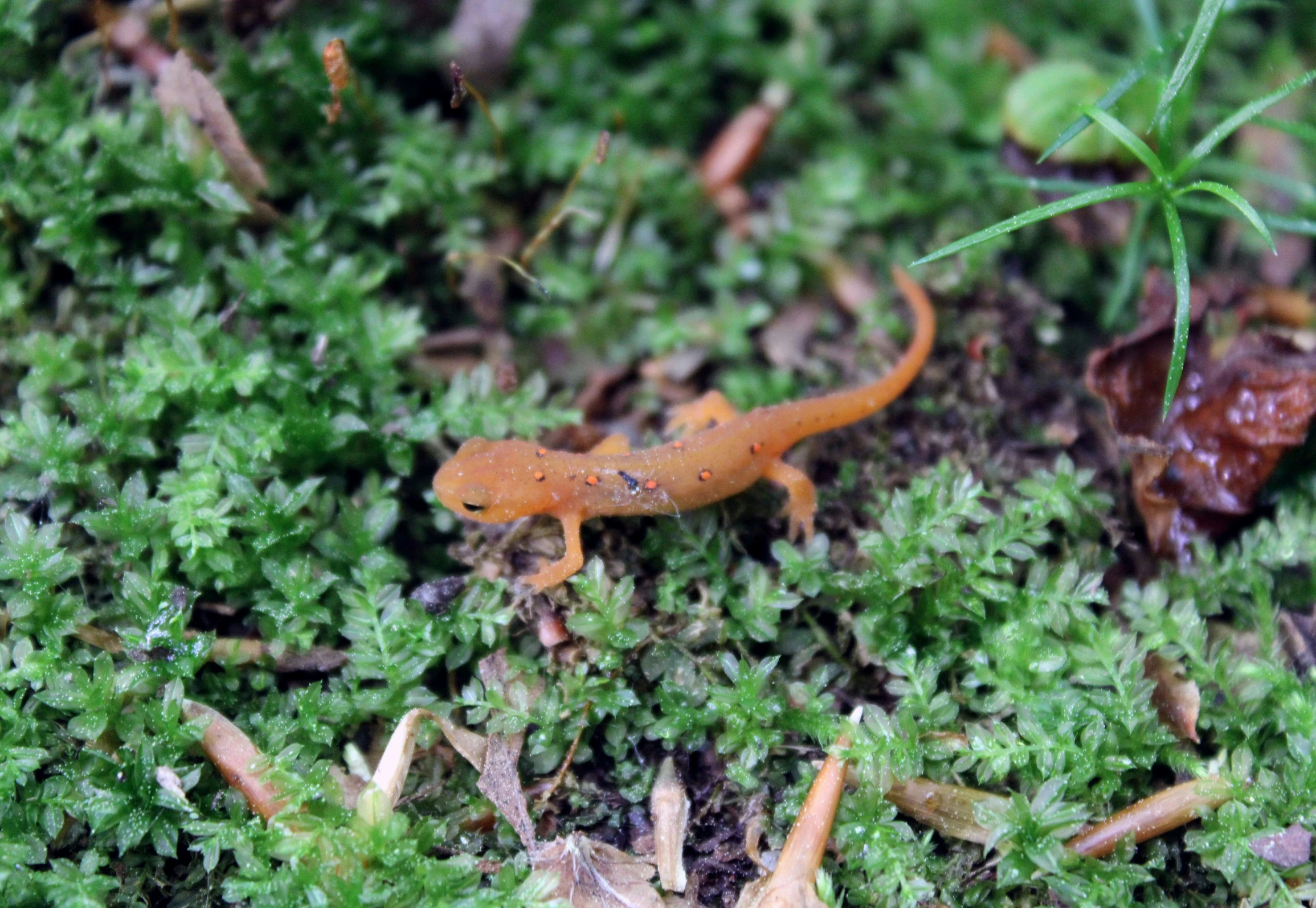 a brown lizard is walking around on some green moss