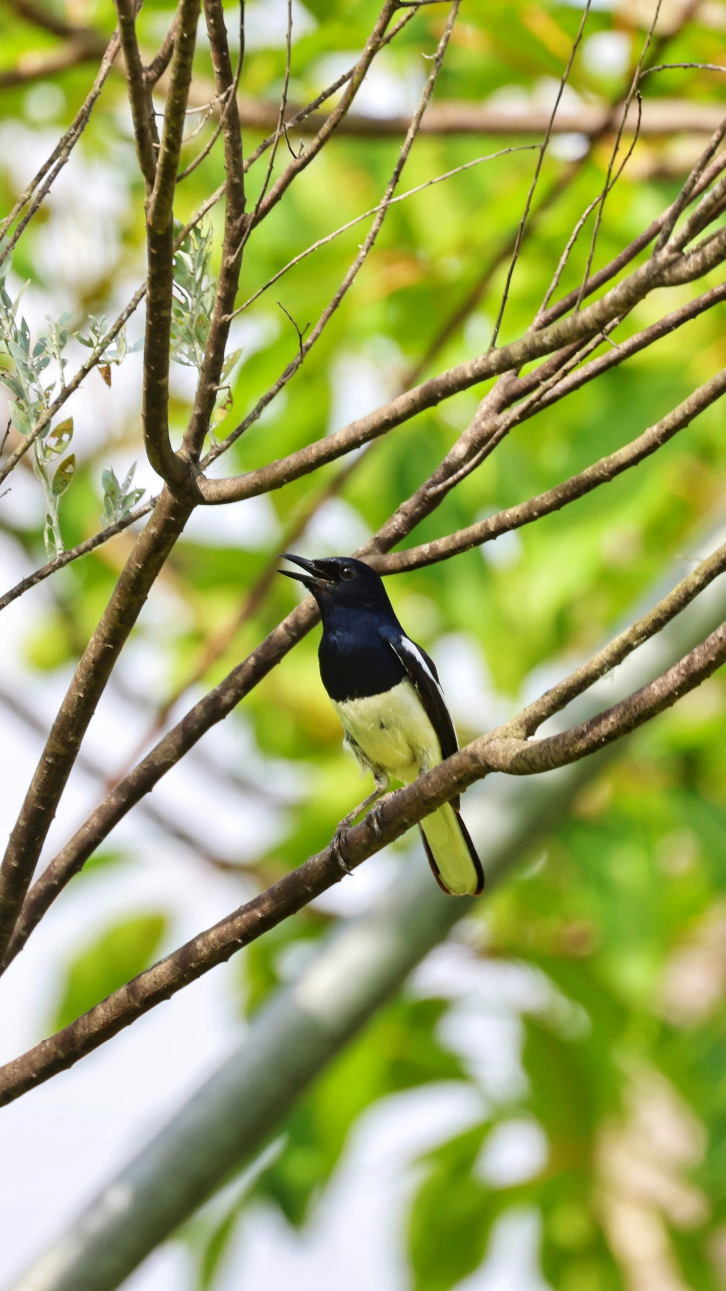 a little bird sitting on top of a tree nch