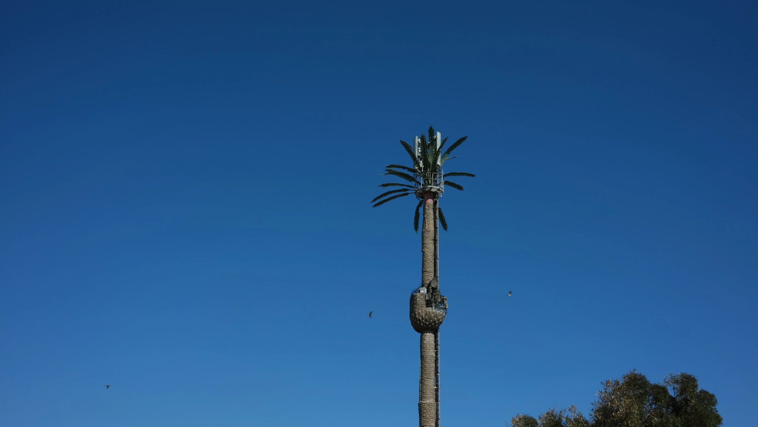 a palm tree on a clear day with blue sky