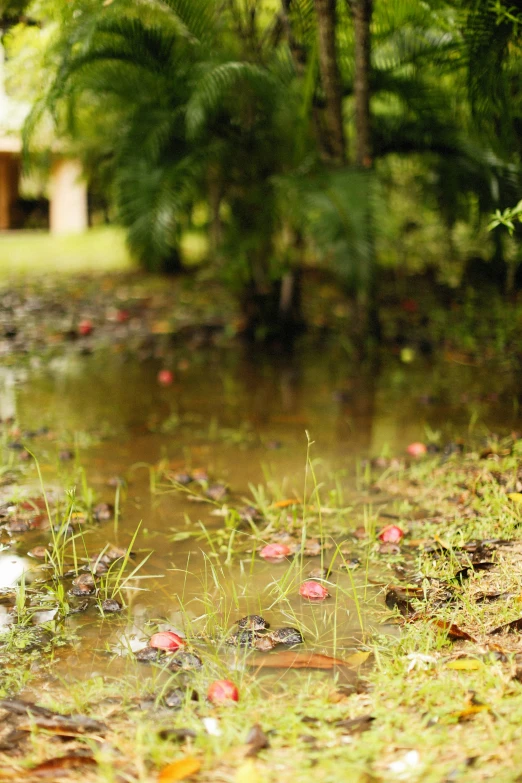 a small stream running down to a field