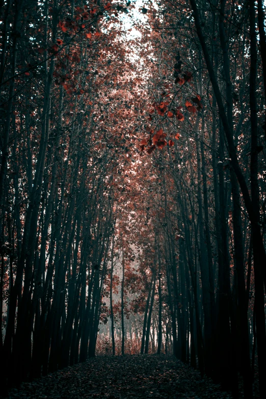 the trees in the forest are turning red