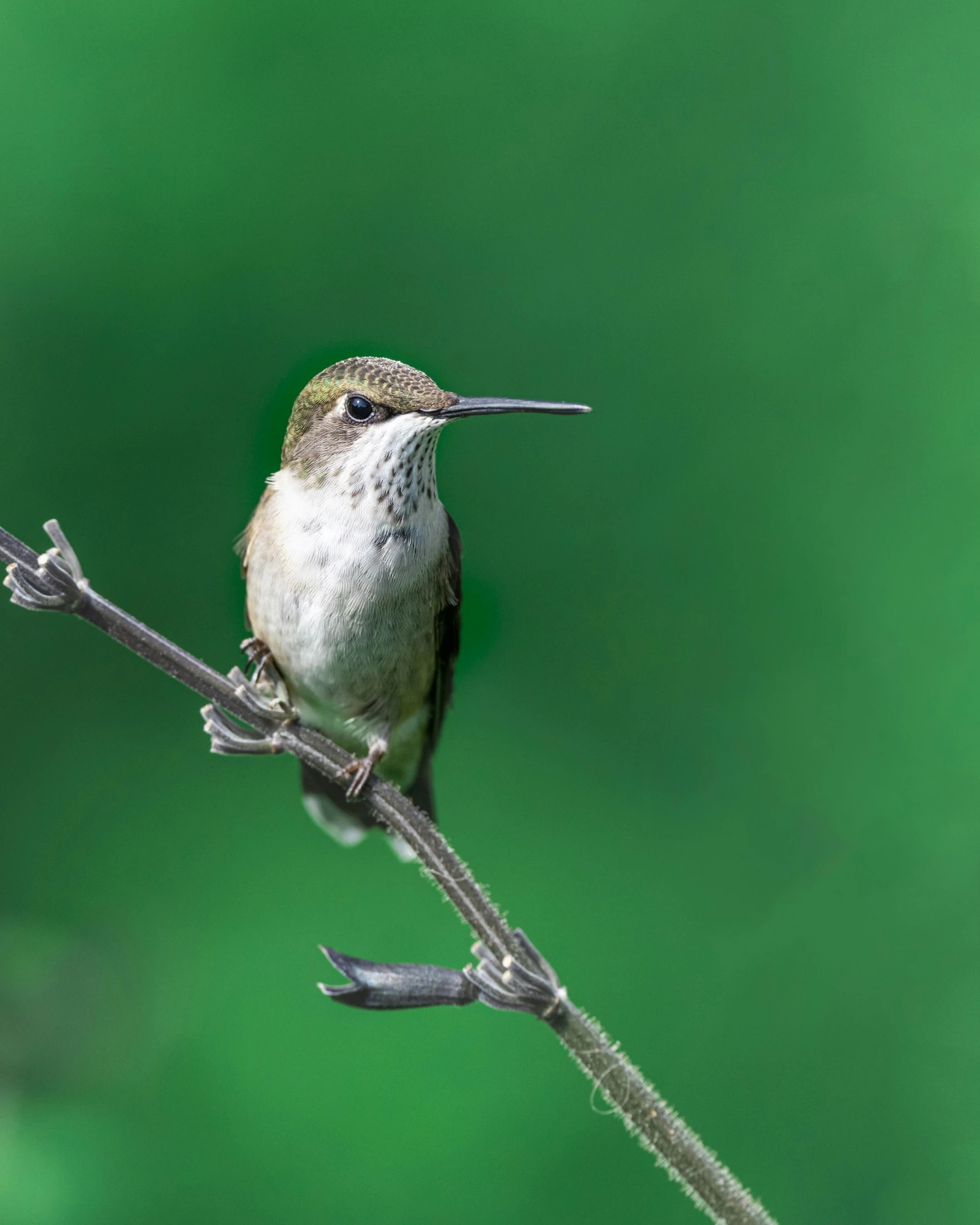 a bird sitting on top of a twig