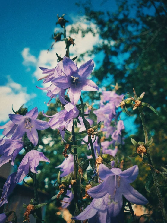 purple flowers are seen on the nch of a plant