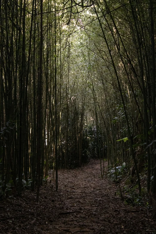 an image of bamboo groves with a path in the middle