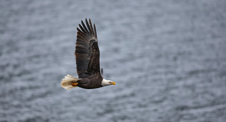 an eagle with a golden head flying over the ocean