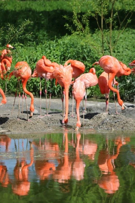 a flock of flamingos standing next to a body of water