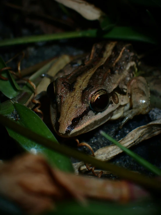 a frog is sitting on the ground next to some grass