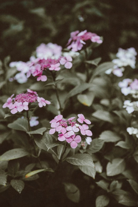 small pink flowers with green leaves on them