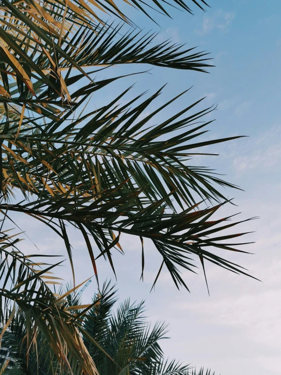 a palm tree in front of a blue sky