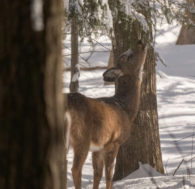 a small deer standing next to a tree in the snow