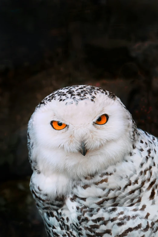 a big white owl with orange eyes