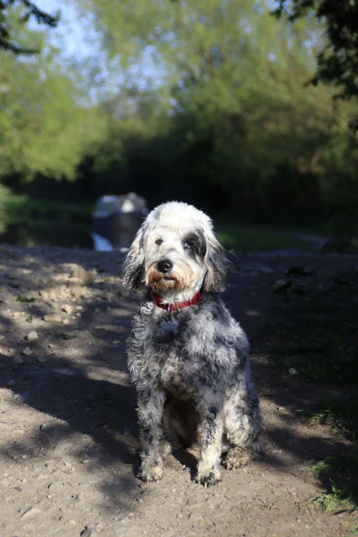 a dog that is standing on the ground