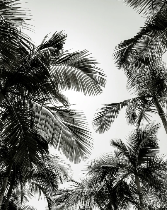 birds flying under several palm trees against a gray sky