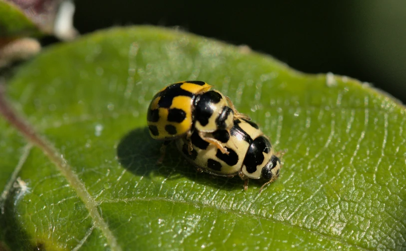 a yellow and black beetle sitting on top of a green leaf