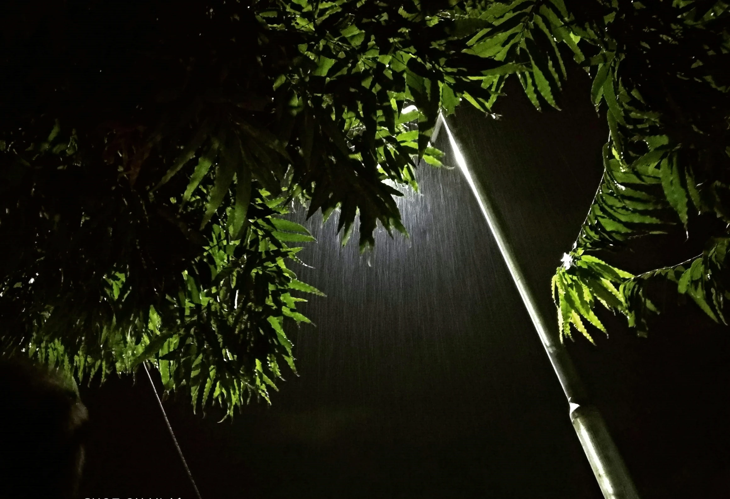 there is an umbrella in the dark and a tree