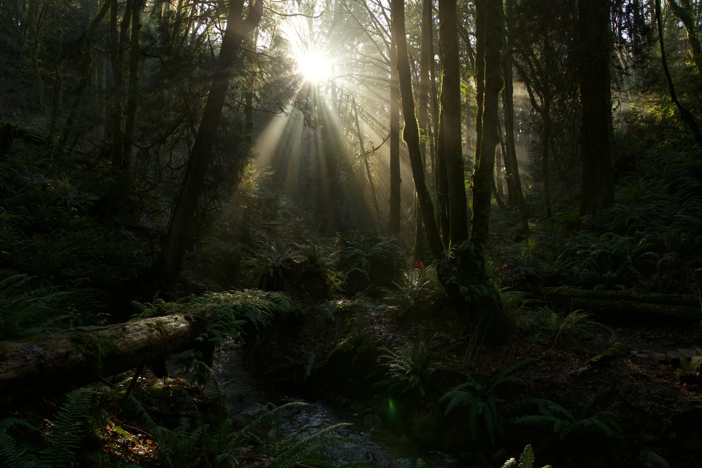 the sun is shining through a tree - lined area