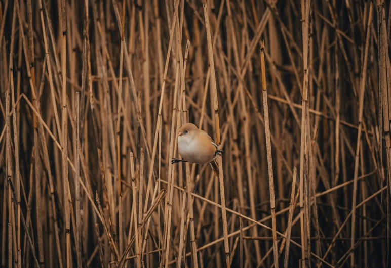 the small bird is perched on the tree nch