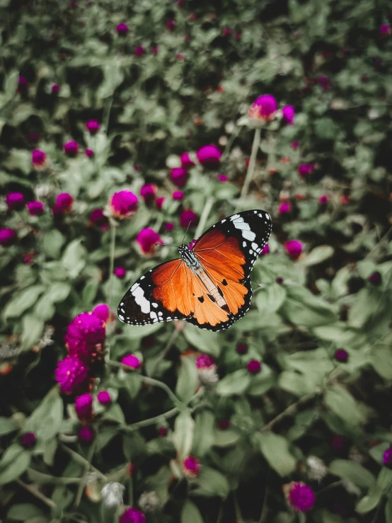 a erfly that is sitting on some flowers