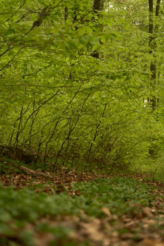 a man on skis rides down a path in a green forest