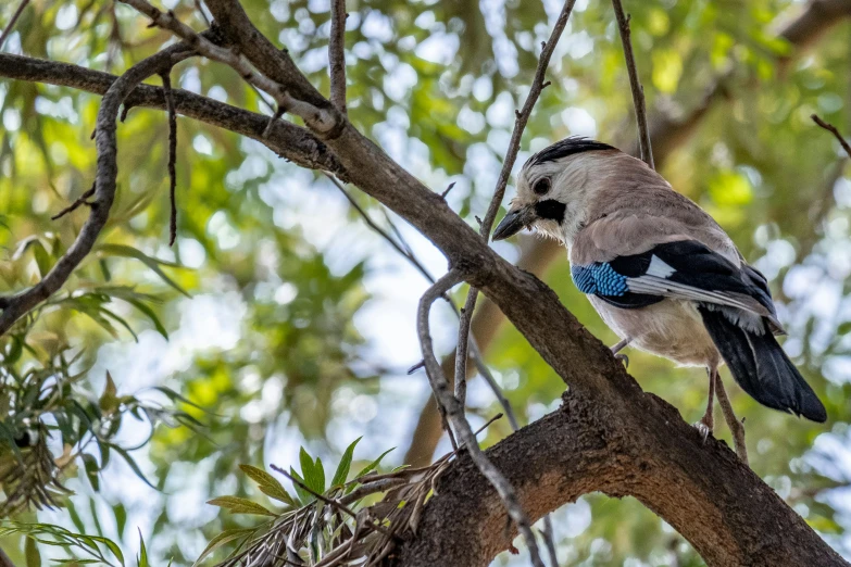 a blue and white bird sitting on a tree limb