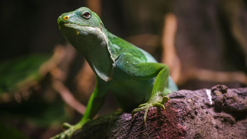 an iguado on a rock with green leaves in the background