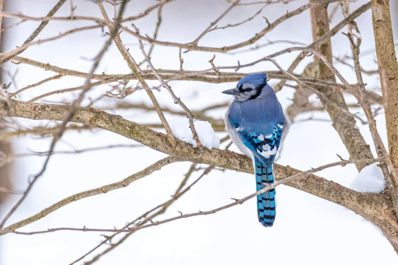 a blue bird sitting on a tree limb